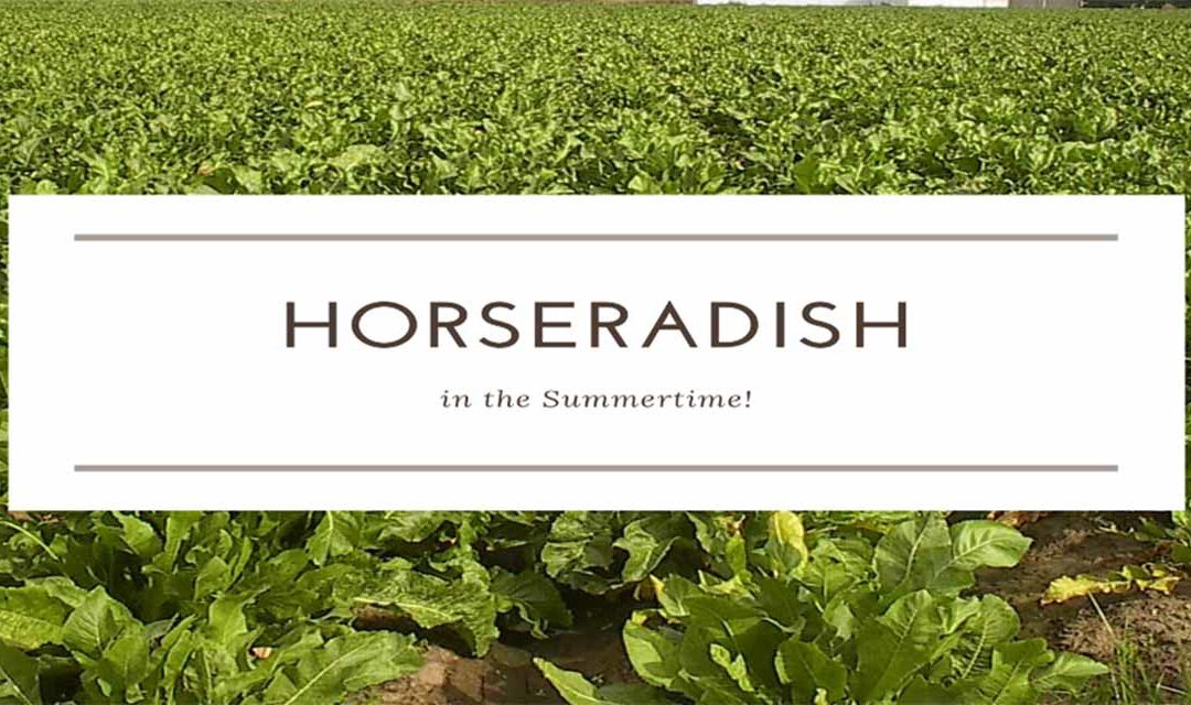 Horseradish in the Summertime