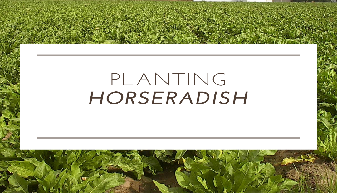 Planting Horseradish
