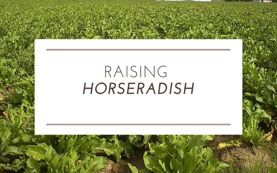 Raising Horseradish