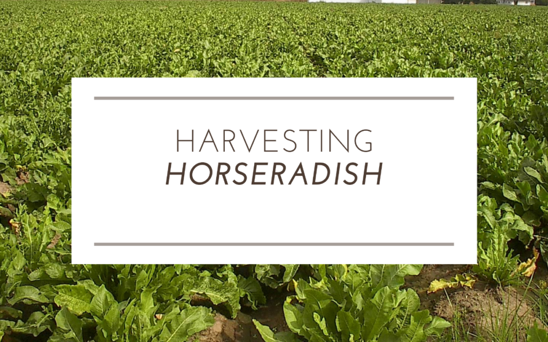 Harvesting Horseradish