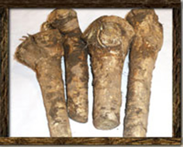 horseradish-root-grade_1